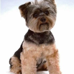 Meet your Posher, Darrell